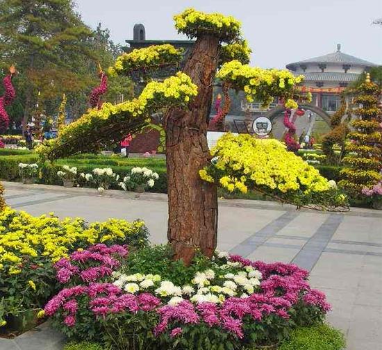 北京菊花造型