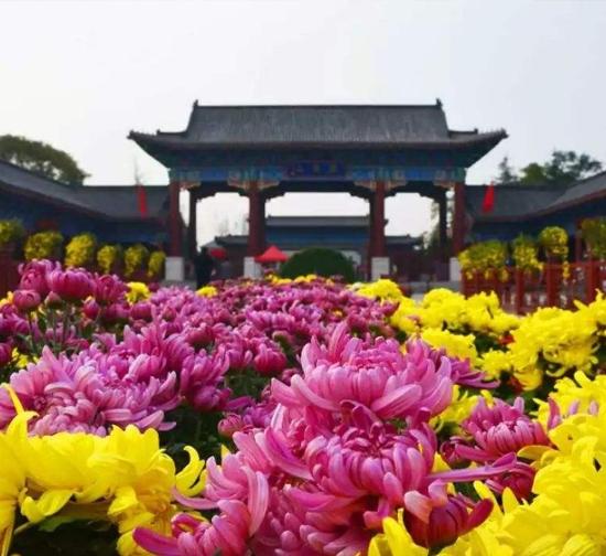衢州公园菊展施工